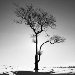 Lone Beech Tree on Ladder Hill near Whaley Bridge, Peak District National Park, Derbyshire; 200307 Dave Butcher