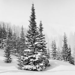 Misty Trees, Breckenridge Colorado, USA; 393104 Dave Butcher