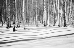 Aspens and shadows, McClure Pass, between Telluride and Carbondale, Colorado; 460901 Dave Butcher